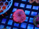 Pink Morph