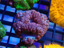 Blastomussa Frag