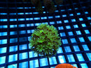 Organ Pipe Frag