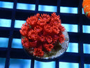Red Glitter Goni Frag