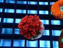 Red Glitter Goni Frag