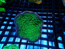 TURBINARIA