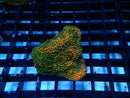 Montipora 'Gold Rush'