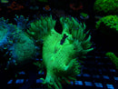 Elegance coral bright green