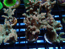 Homegrown Acro Frag