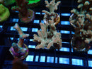 Homegrown Acro Frag