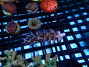 Acro Frag