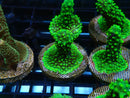 Dallas Acro Frag