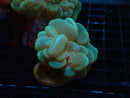 Bubble Coral Green small