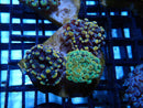 WA Frogspawn Mini size Trio Ultras