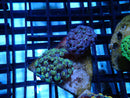 WA Frogspawn Mini size Duo