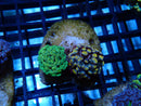 WA Frogspawn Mini size Duo