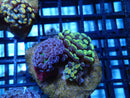 WA Frogspawn Mini size Duo