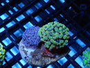 WA Frogspawn Mini size Duo