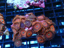 WA Zoa Rock Cluster