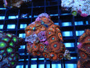 WA Zoa Rock Cluster