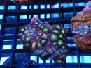 WA Zoa Rock Cluster