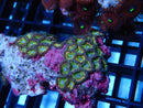 WA Zoa Rock Cluster Unique