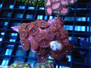 WA Zoa Rock Cluster