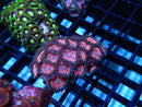 WA Zoa Rock Cluster
