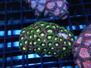 WA Zoa Rock Cluster