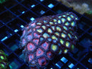 WA Zoa Rock Cluster