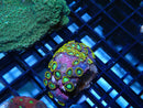 WA Zoa Rock Cluster