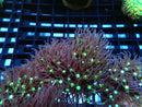 Large Star Polyp Frag