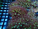 Large Star Polyp Frag