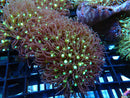 Large Star Polyp Frag