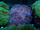 Bubble Coral Medium