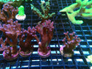 SPS Frag Specials
