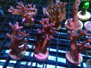 SPS Frag Specials