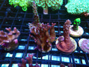 SPS Frag Specials