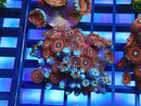 WA Zoa Rock Cluster