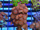 WA Zoa Rock Cluster