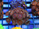 WA Zoa Rock Cluster