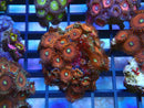 WA Zoa Rock Cluster