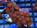WA Zoa Rock Cluster
