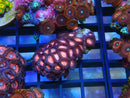 WA Zoa Rock Cluster