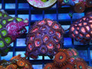 WA Zoa Rock Cluster