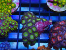 WA Zoa Rock Cluster