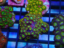 WA Zoa Rock Cluster