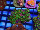 WA Zoa Rock Cluster