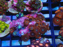 WA Zoa Rock Cluster