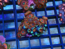 WA Zoa Rock Cluster