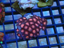 WA Zoa Rock Cluster