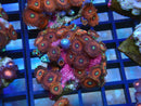 WA Zoa Rock Cluster