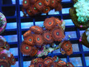WA Zoa Rock Cluster