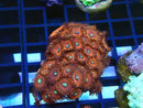 WA Zoa Rock Cluster
